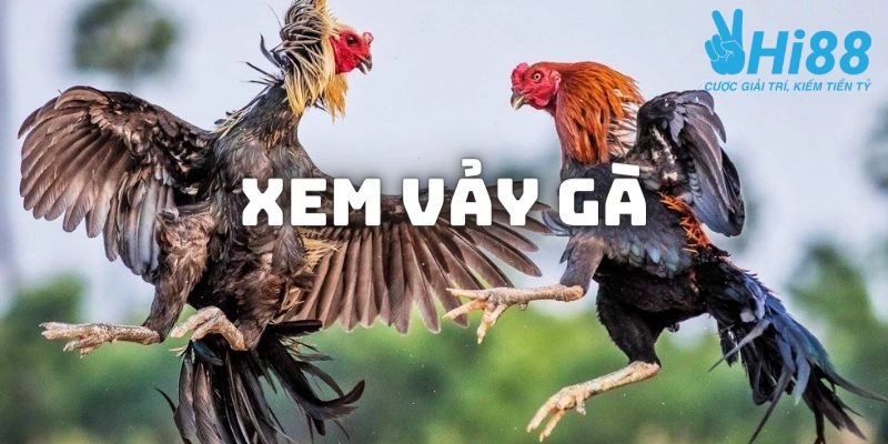 xem vay ga thumb