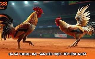 Đá Gà Thomo 368 - Sàn Đấu Trực Tiếp Đỉnh Nhất